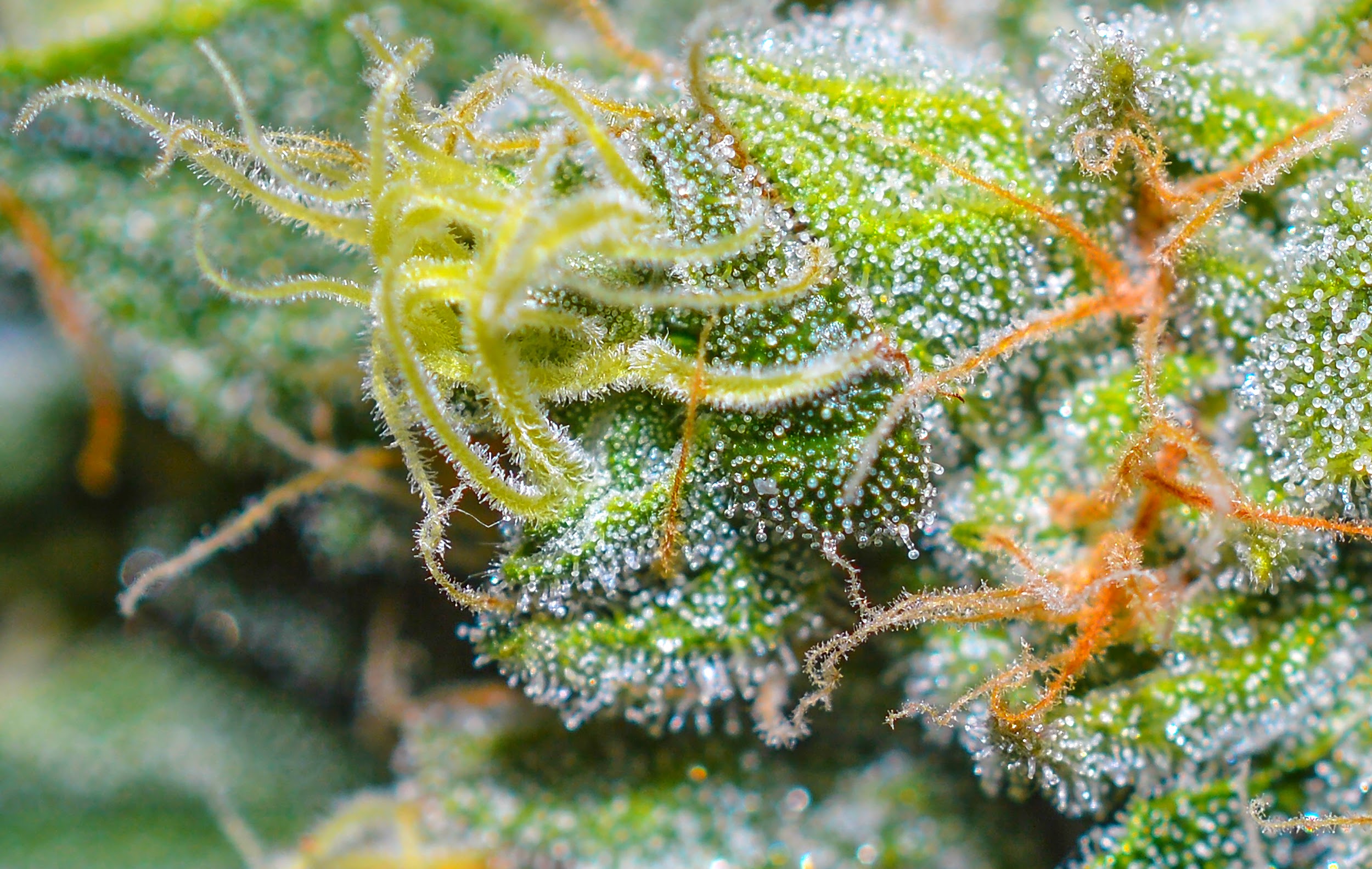 Cannabis Canvas